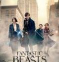 Nonton Fantastic Beasts and Where to Find Them Indonesia Subtitle Poster