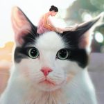 NOnton FIlm Hello My Cat 2019 Sub Indo Kebioskop21