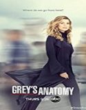 Nonton Serial Greys Anatomy Season 17 Subtitle Indonesia Poster
