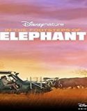 Streaming Film In the Foot steps of Elephant 2020 Subtitle Indonesia Poster