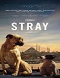 Streaming Film Stray 2020 Subtitle Indonesia Poster