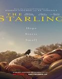 Nonton Streaming The Starling 2021 Subtitle Indonesia Poster