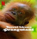 Nonton Secret Lives of Orangutans 2024 Sub Indo Poster