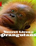 Nonton Secret Lives of Orangutans 2024 Sub Indo Poster