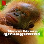 Nonton film Secret Lives of Orangutans 2024 dengan subtitle Indonesia di Kebioskop21